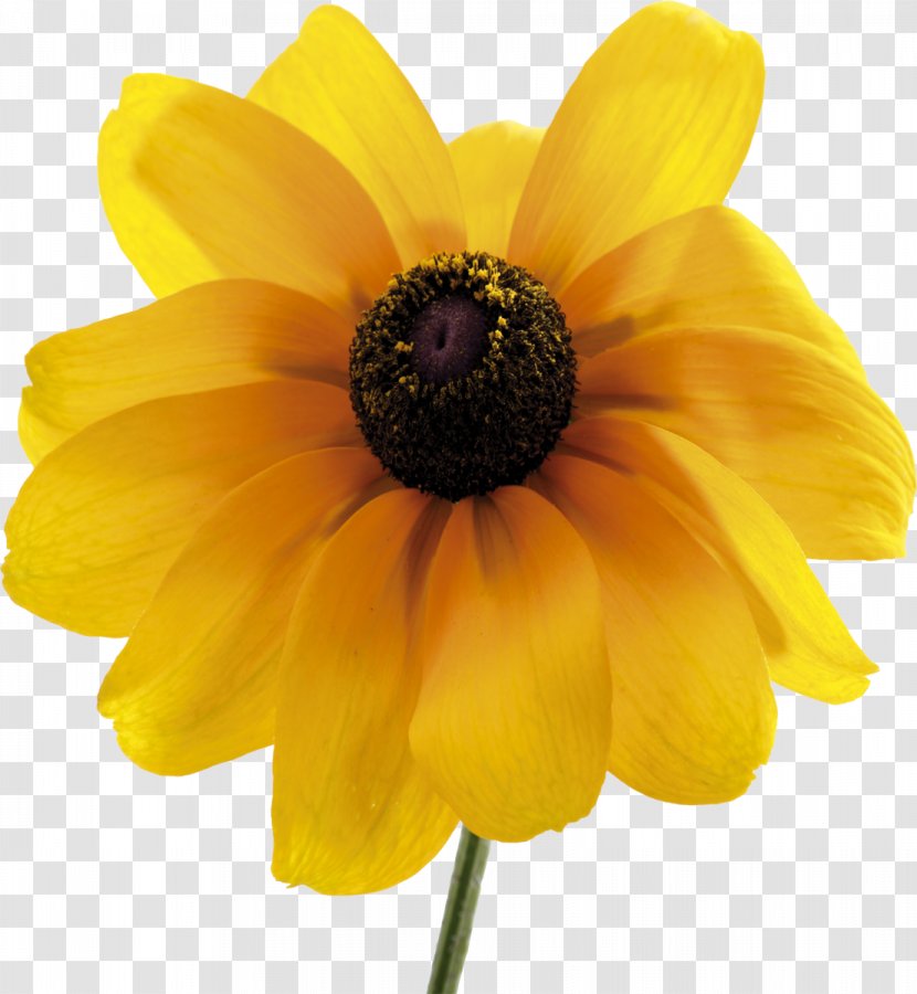 Common Sunflower Daisy Family Dahlia Pollen - Annual Plant - Camomile Transparent PNG