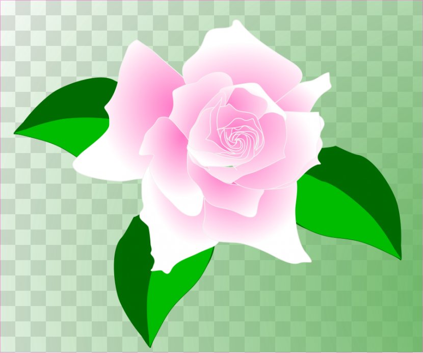 Sweet Scented Geranium Damask Rose Clip Art - China - Vector Transparent PNG