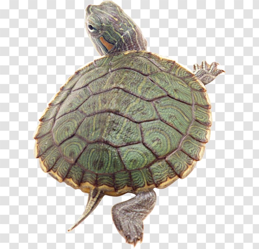 Box Turtles Red-eared Slider Reptile Tortoise - Terrestrial Animal - Tortuga Transparent PNG