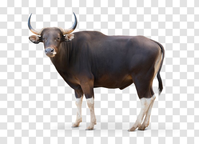 Cattle Banteng Image Domestic Yak Royalty-free - Livestock Transparent PNG