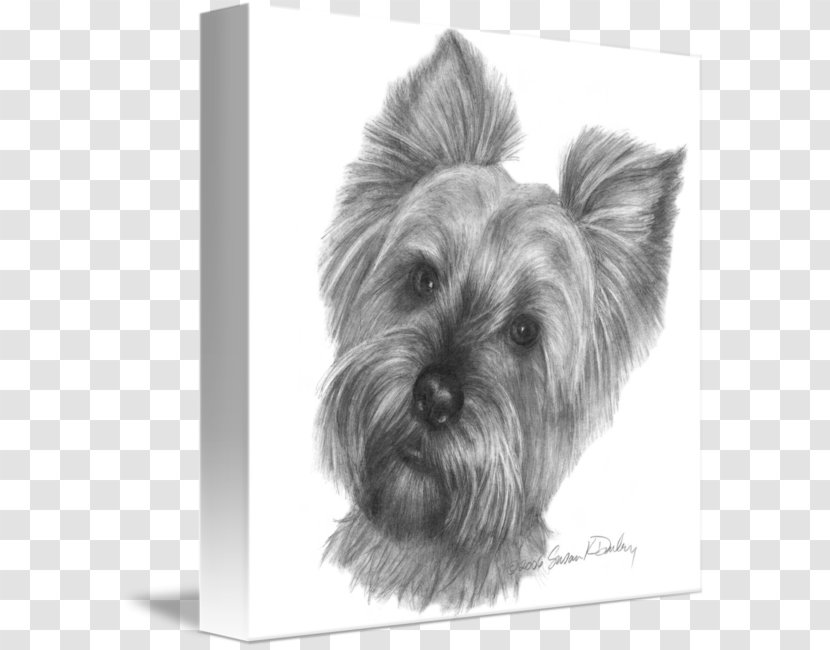 Yorkshire Terrier Skye Cairn Australian Silky Glen - Dog Breed - Puppy Transparent PNG