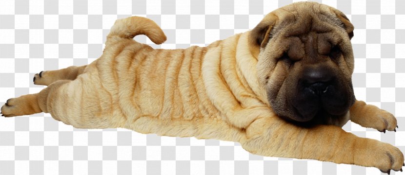 Shar Pei Pet Sitting Puppy Pug - Dog Breed Group Transparent PNG