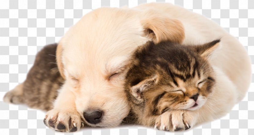 Golden Retriever Labrador Puppy Kitten Cat - Love Transparent PNG