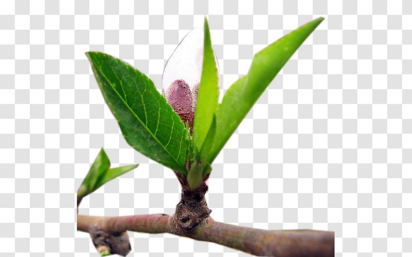 Peach Leaf Branch - Gratis - Branches Transparent PNG