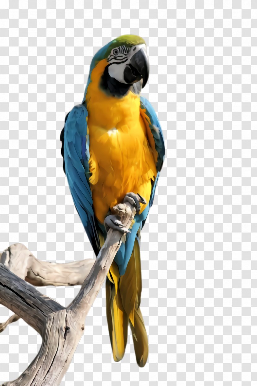 Colorful Background - Budgie Pet Transparent PNG