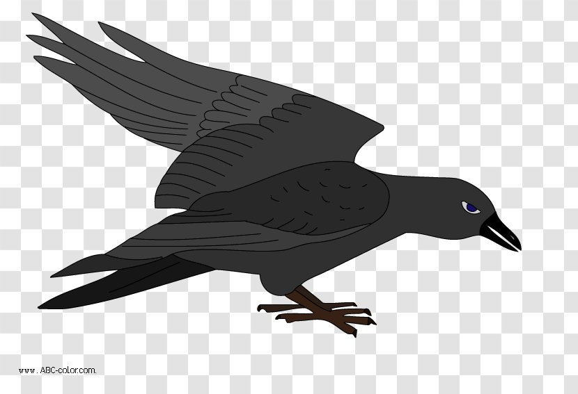 Bird Drawing Clip Art - Of Prey - Raven Transparent PNG