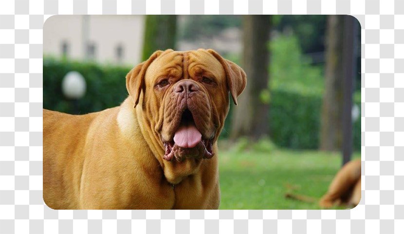 Dogue De Bordeaux Dog Breed Bullmastiff Dorset Olde Tyme Bulldogge English Transparent PNG