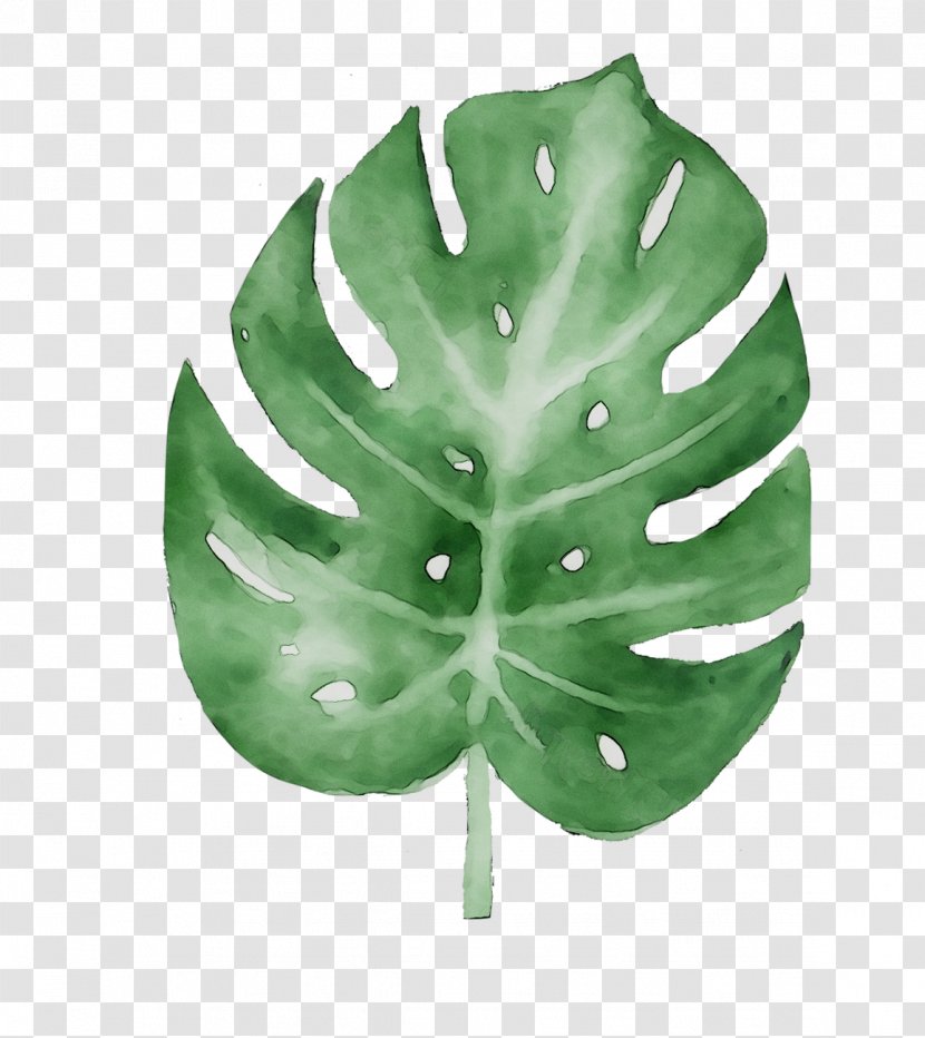 Leaf Tree - Green - Botany Transparent PNG