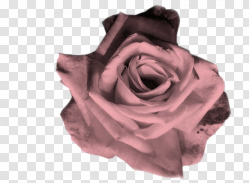 Garden Roses Cut Flowers Petal - Rose Transparent PNG