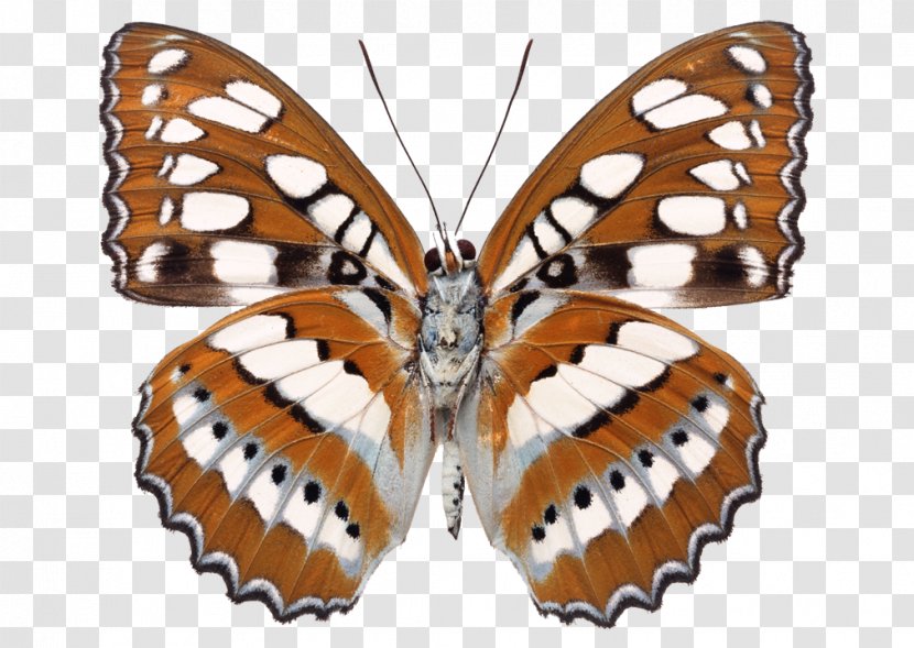 Milkweed Butterfly Stock Photography Desktop Wallpaper - Monarch Transparent PNG