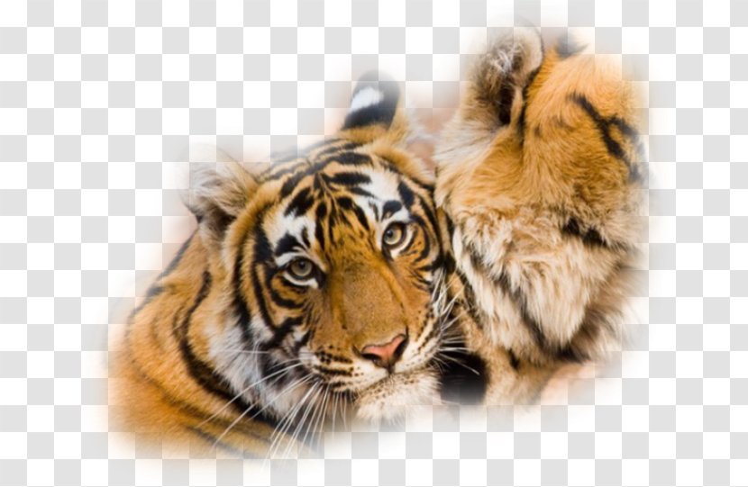Tiger Wildlife Animal Whiskers Lion - Animaux Transparent PNG