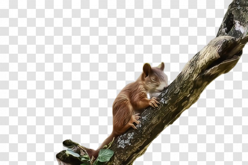 Squirrel Branch Wildlife Fox Tail Transparent PNG