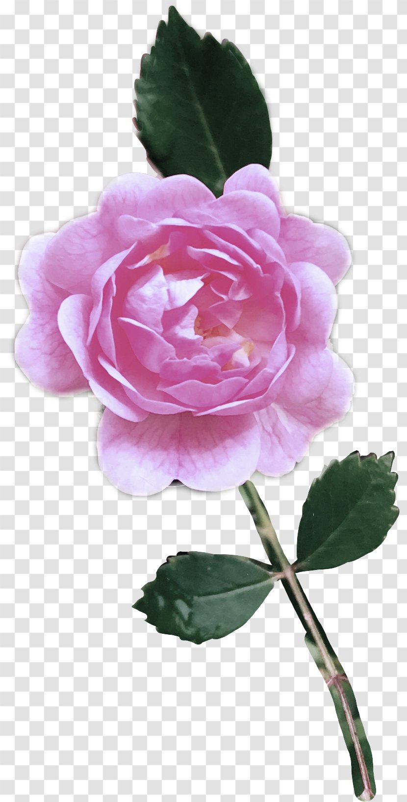 Garden Roses - Floribunda Rose Family Transparent PNG