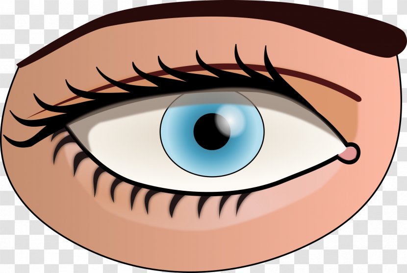 Human Eye Iris Pupil Clip Art - Cartoon - Eyes Transparent PNG