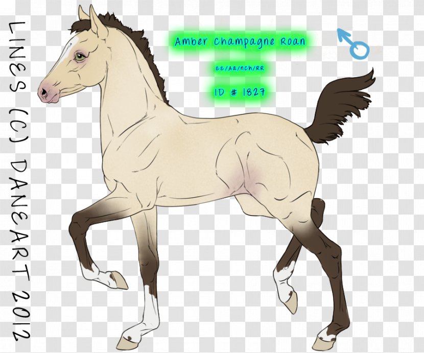Mustang Foal Mare Stallion Halter - Horse Transparent PNG