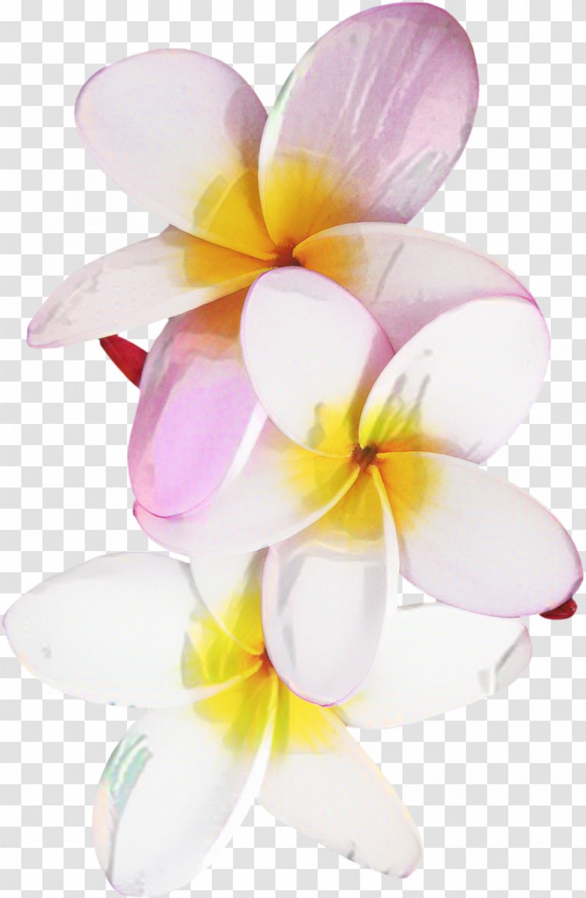 Pink Flower Cartoon - Moth Orchids - Plant Transparent PNG