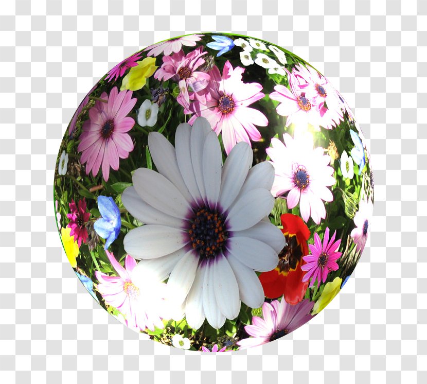 Cut Flowers Globe Petal Wildflower - Computer - A Gentle Bargain To Send Gifts Transparent PNG