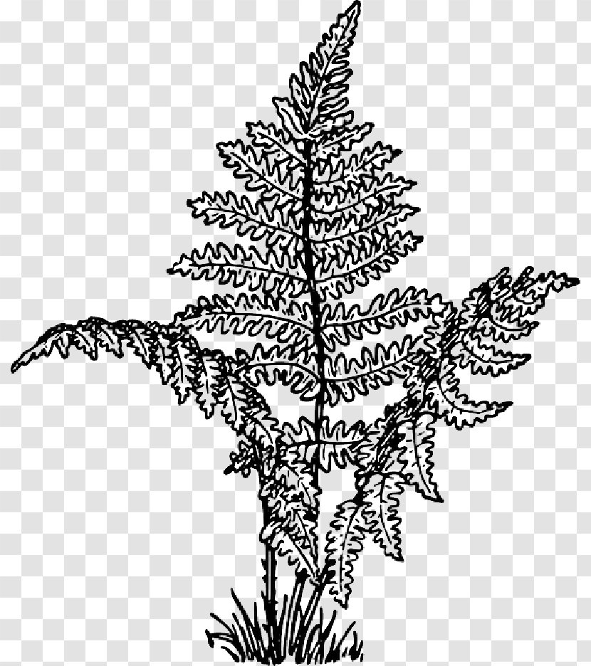 Clip Art Vector Graphics Fern Openclipart - Pine - Drawing Plant Transparent PNG