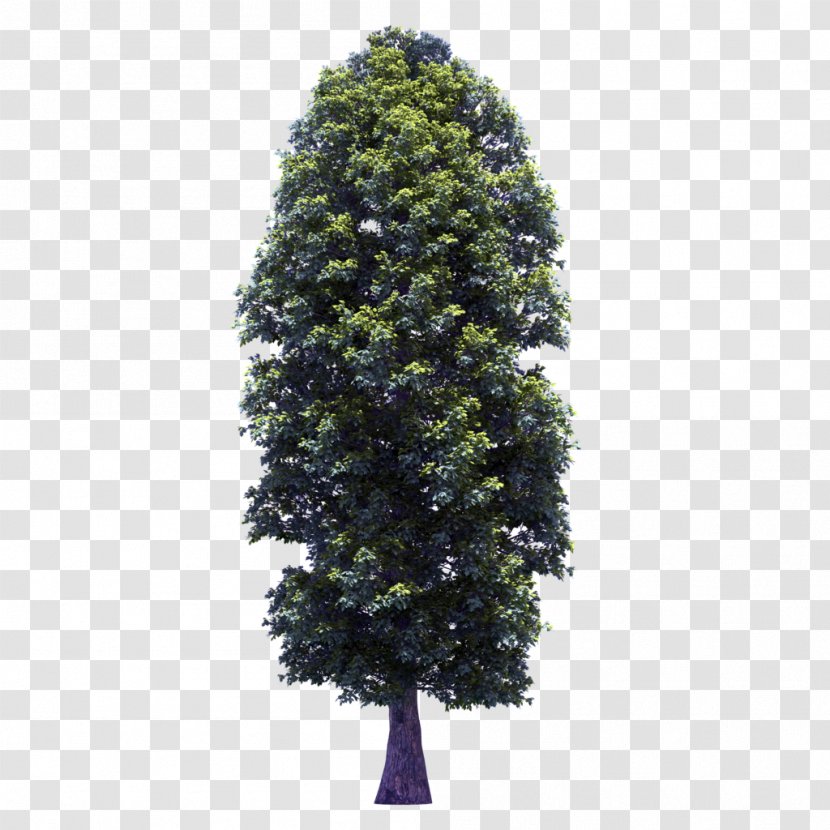Tree Spruce Plant Clip Art - Cupressus Cashmeriana - Fir-tree Transparent PNG
