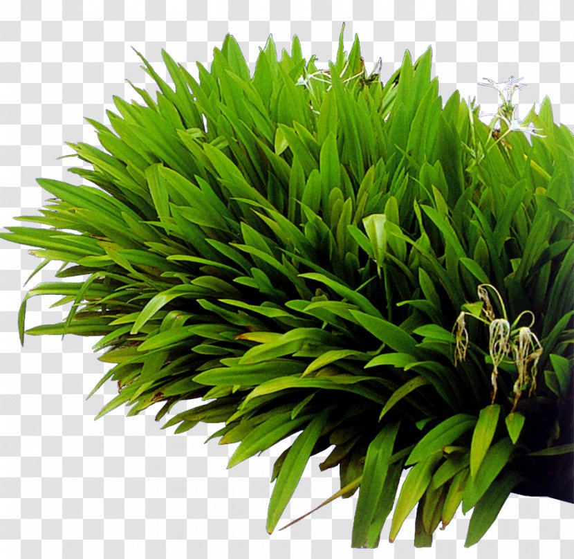 Lawn Green Natural Landscaping - Landscape Architecture - Grass Transparent PNG