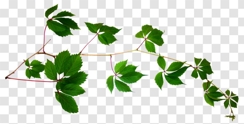 Vine Plant Stem Leaf - Branch Transparent PNG