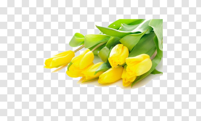 Tulip Flower Bouquet Yellow Stock.xchng - Flowering Plant - Tulips Transparent PNG