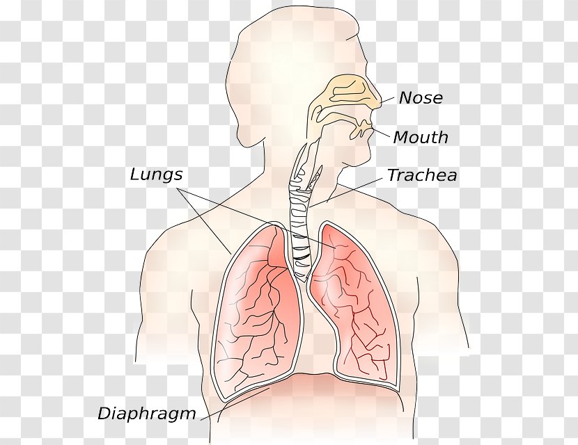 Respiratory System Clip Art Respiration Lung Tract - Tree - Difference Between Science And Technology Transparent PNG