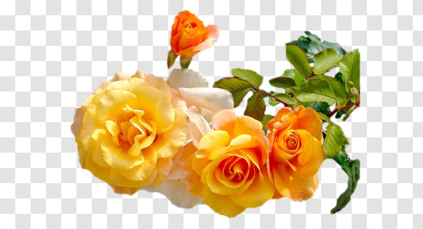 Flower Garden Roses Birthday - Gift Transparent PNG