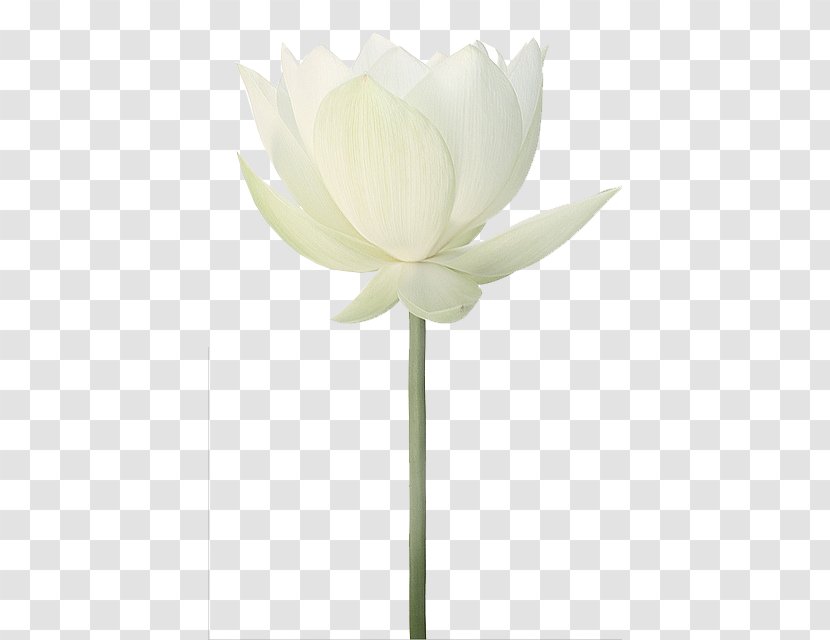 Flower Clip Art - Lotus Transparent PNG