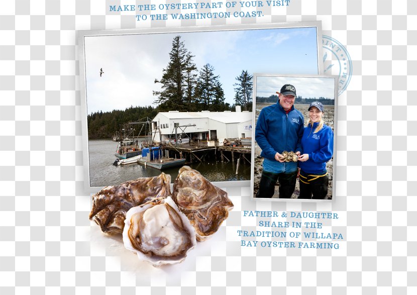Goose Point Oysters (Nisbet Oyster Co., Inc.) Willapa Bay Seafood Shellfish - Food - Delicious Transparent PNG