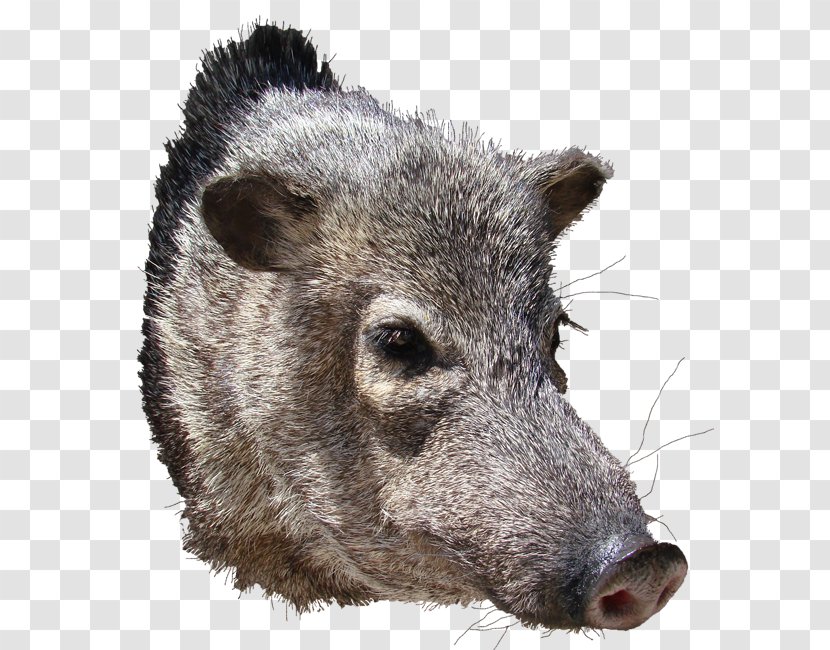 Peccary Wild Boar AZ Wildlife Creations Snout - Pig Like Mammal - Big Show Transparent PNG