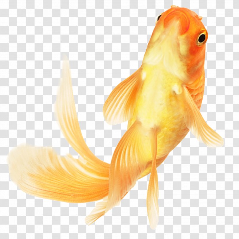 Chinese Goldfish Ornamental Fish - Tail - Material Transparent PNG