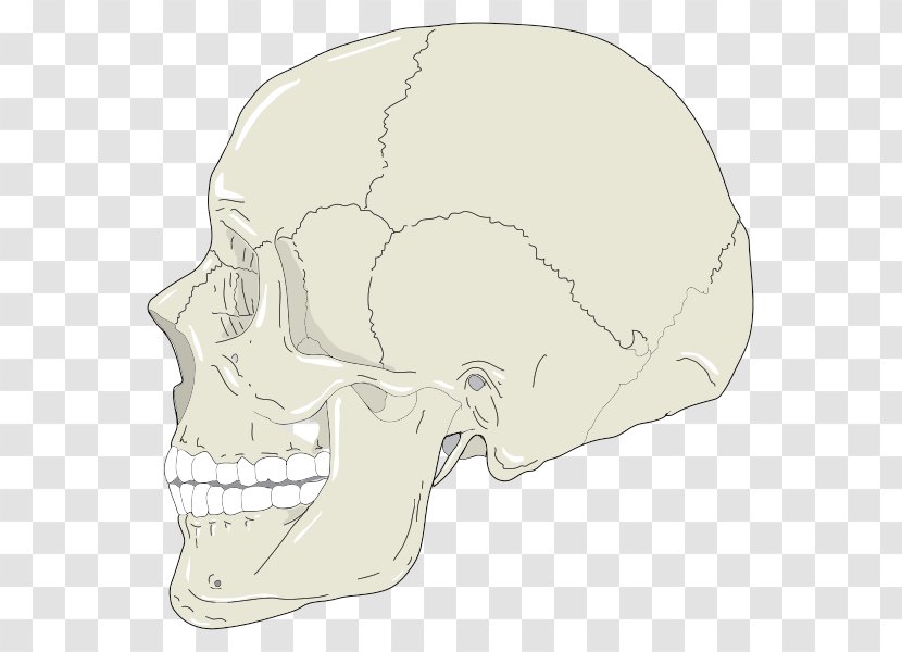 Clip Art Skull Vector Graphics Image - Nose - Profile Transparent PNG