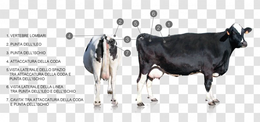 Dairy Cattle Taurine Milk Holstein Friesian - Body Conditioning Transparent PNG
