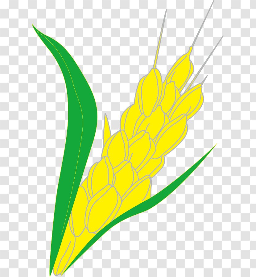 Rice Gadu Congee Paddy Field - Resource - Paddy,Rice,Rice,Hedao,Rice Transparent PNG