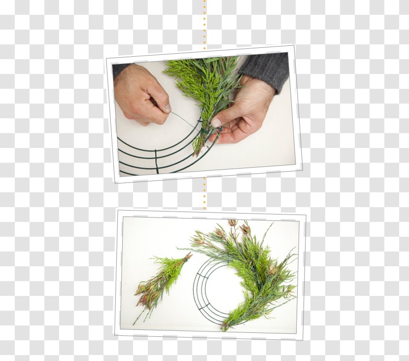 Flowerpot Herb - Plant - Pine Branches Creative Transparent PNG