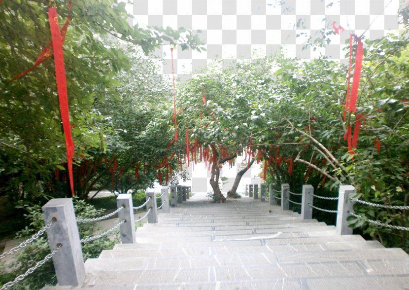 Lam Tsuen Wishing Trees - Plant - Tree Next To The Stairs Transparent PNG