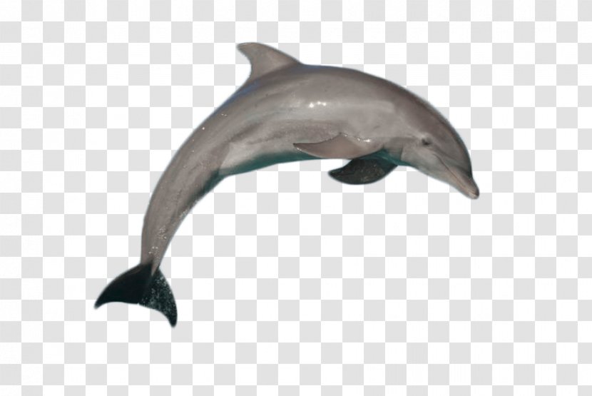 Common Bottlenose Dolphin Short-beaked Porpoise Image - Marine Mammal Transparent PNG