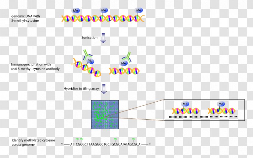 Tiling Array Comparative Genomic Hybridization Genome Genomics - Technology - Fig Transparent PNG