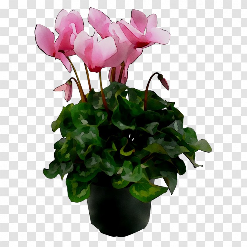 Cyclamen Gardenia Houseplant Plants Ornamental Plant - Garden Roses Transparent PNG