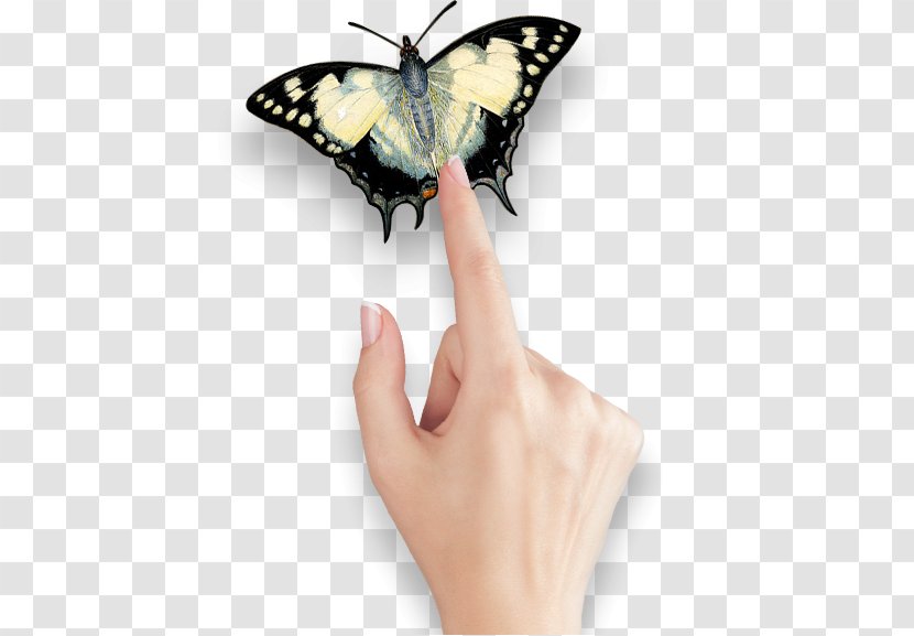 Butterfly Australian Museum City Of Sydney Art Painting - Hand - Butterflies And Moths Transparent PNG