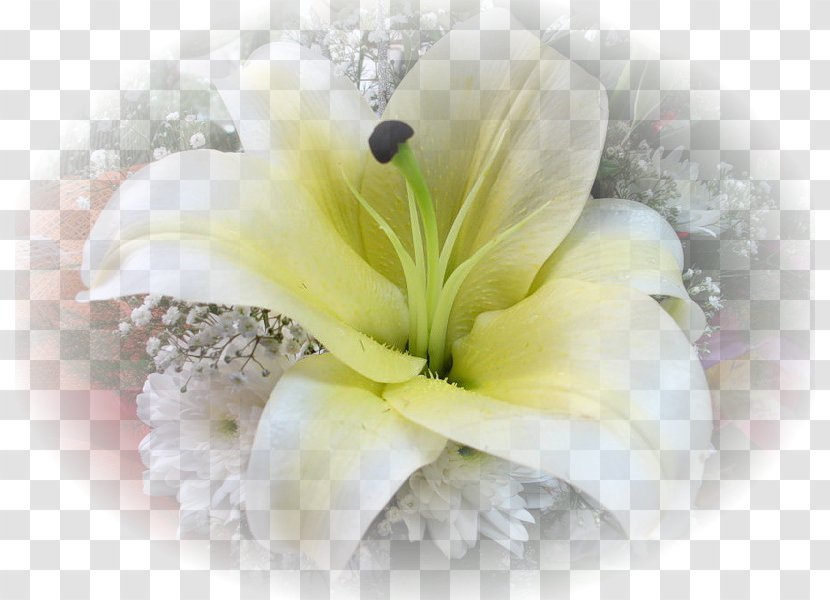 Floral Design Cut Flowers Lilium - Flower Bouquet Transparent PNG