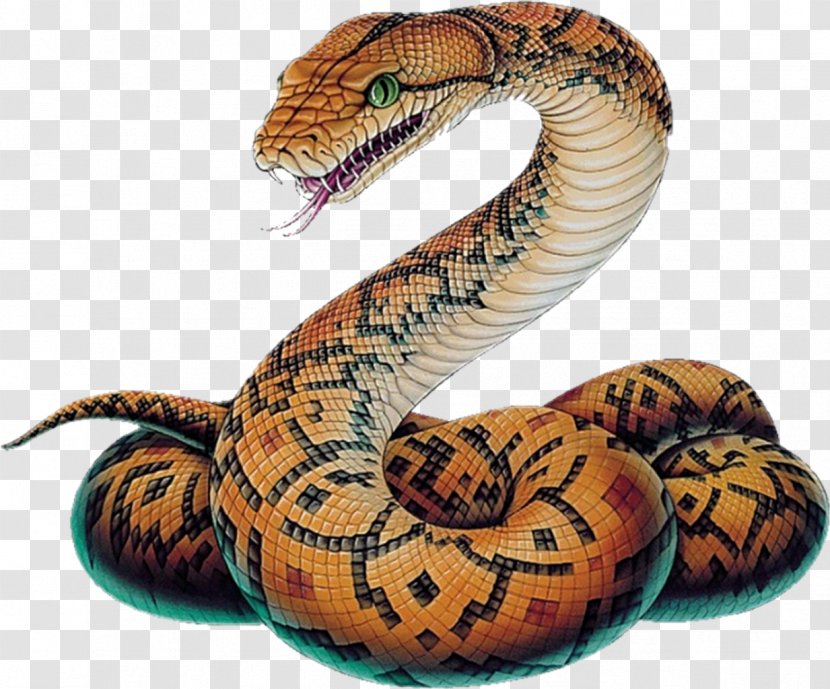 Snake Vipers Ball Python Drawing Sketch - Viper Transparent PNG