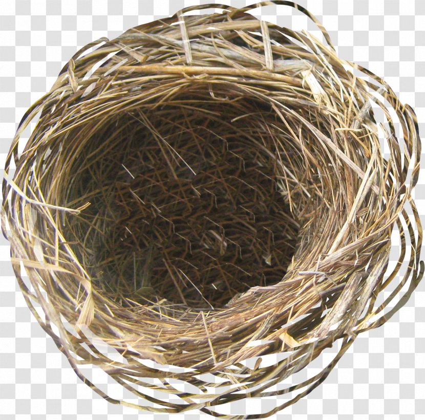 Easter Egg Bird - Nest Transparent PNG