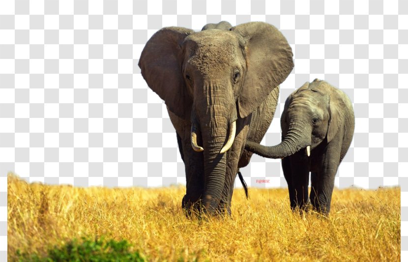 Indian Elephant African Elephantidae Tusk Rhinoceros - Snout Transparent PNG
