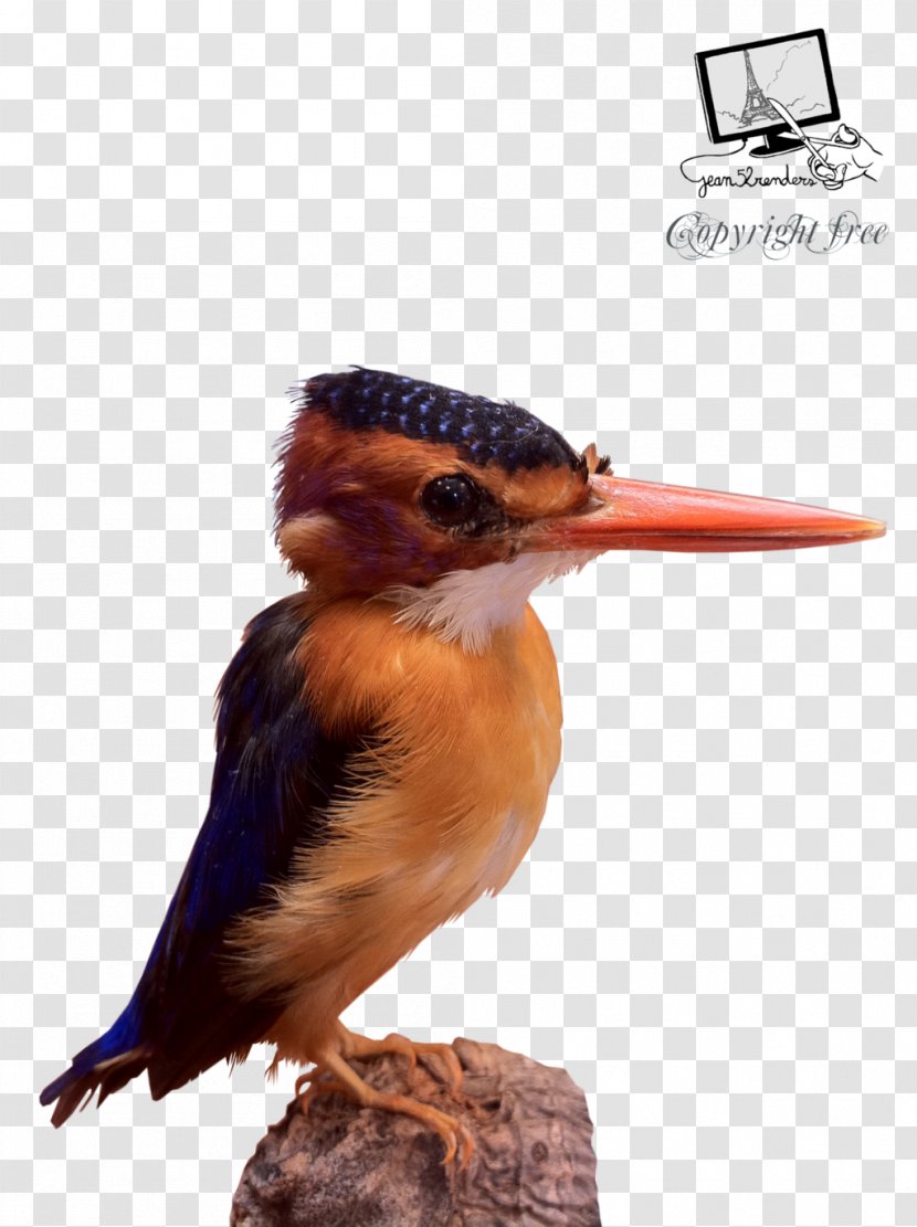 Bird African Pygmy Kingfisher Beak DeviantArt Transparent PNG