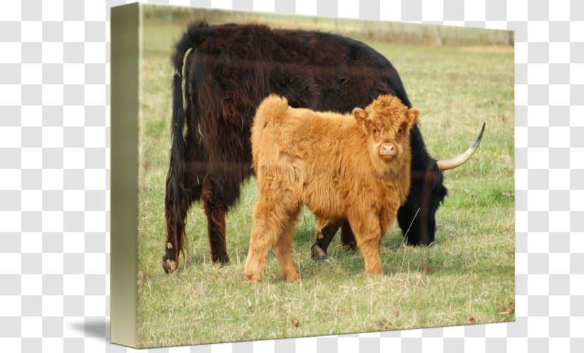 Calf Highland Cattle Pasture Bull Grazing - Terrestrial Animal - Scottish Highlands Transparent PNG
