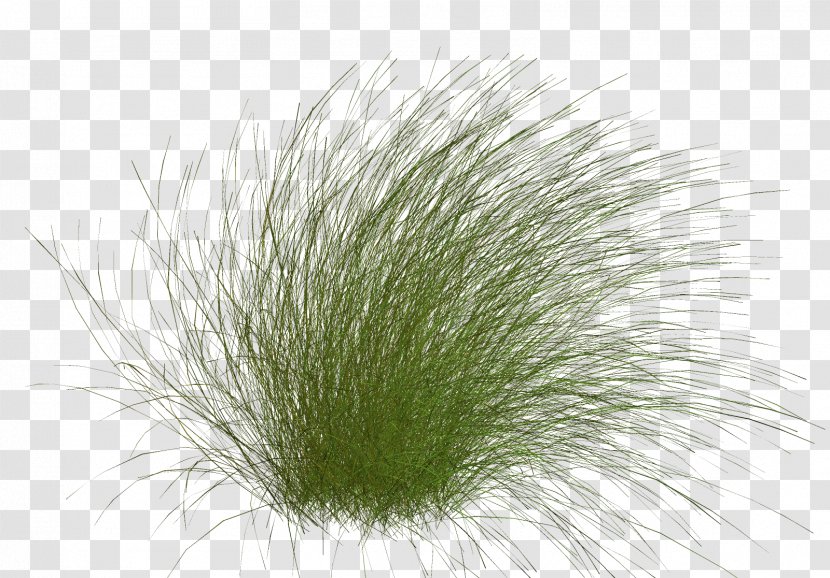 Close-up Grasses Family - Plant Transparent PNG