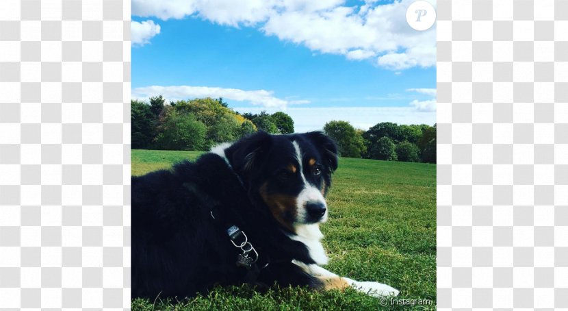 Dog Breed Greater Swiss Mountain Entlebucher Bernese Appenzeller Sennenhund - Puppy Transparent PNG