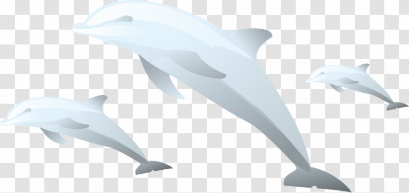 Common Bottlenose Dolphin Tucuxi - Vector Cute Transparent PNG